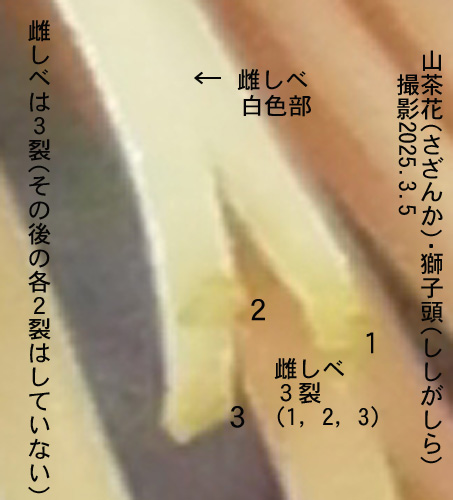 山茶花3