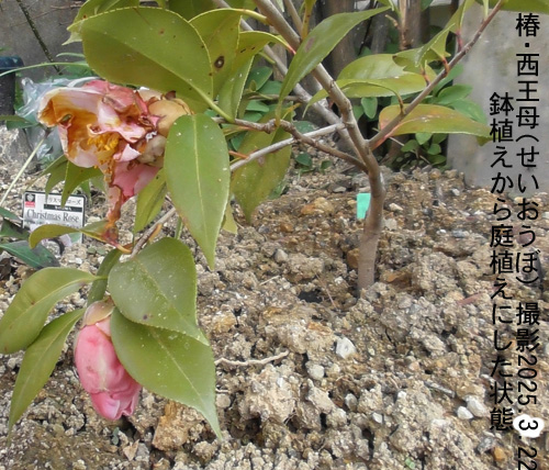 西王母3