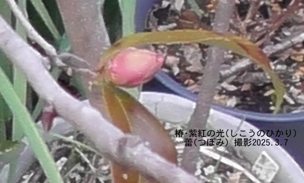 椿・紫紅の光2
