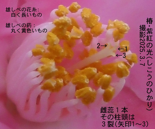 椿・紫紅の光3