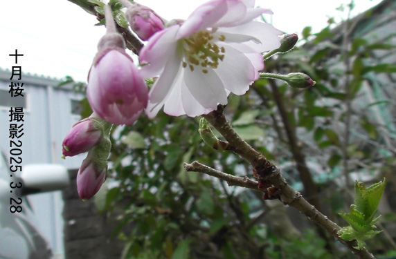 十月桜3