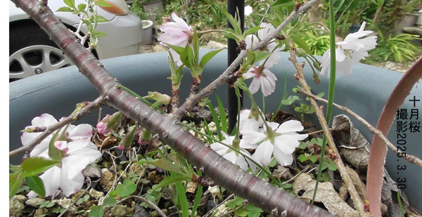 十月桜4