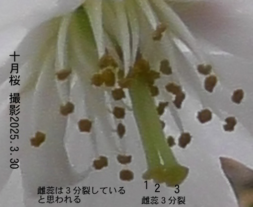 十月桜5