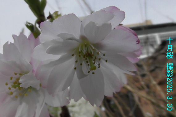 十月桜2