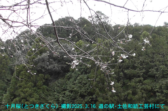十月桜3