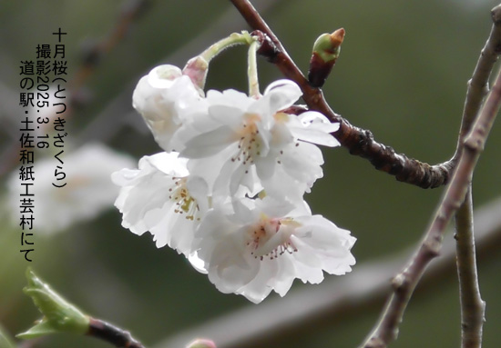 十月桜4