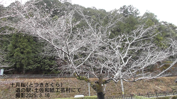 十月桜5