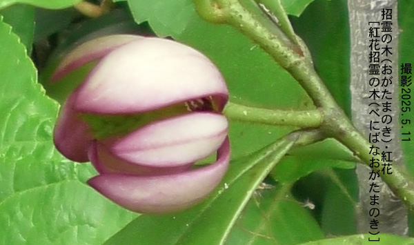 ５月の花