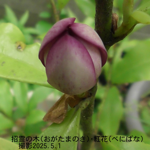 紅花k唐種招霊3