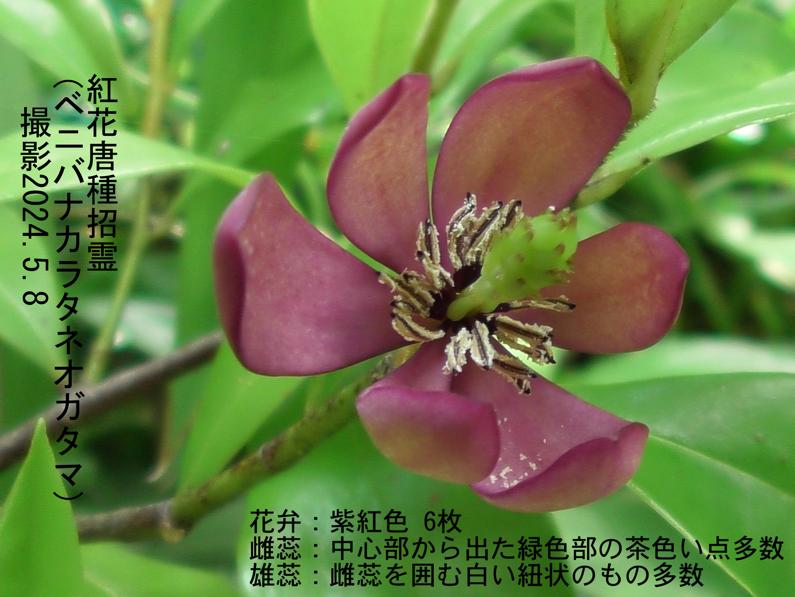 紅花k唐種招霊4