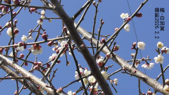 椿・梅・白加賀3