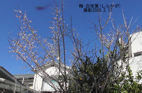 椿・梅・白加賀3