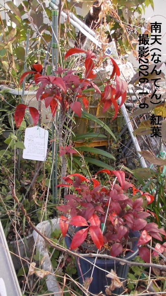 南天 紅葉2