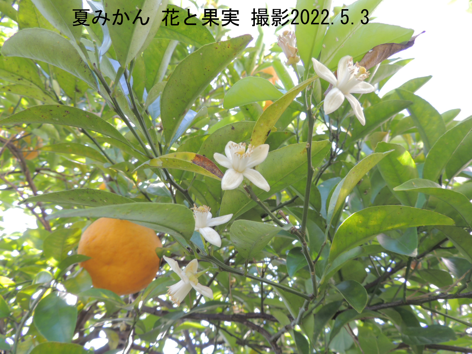 夏みかん花2