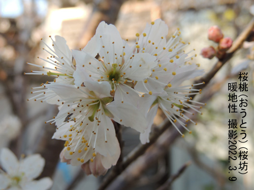 桜坊花2