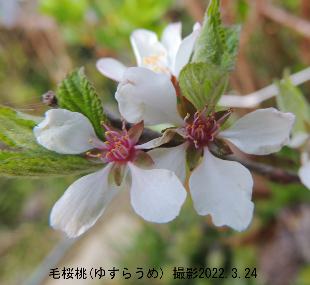 毛桜桃花2