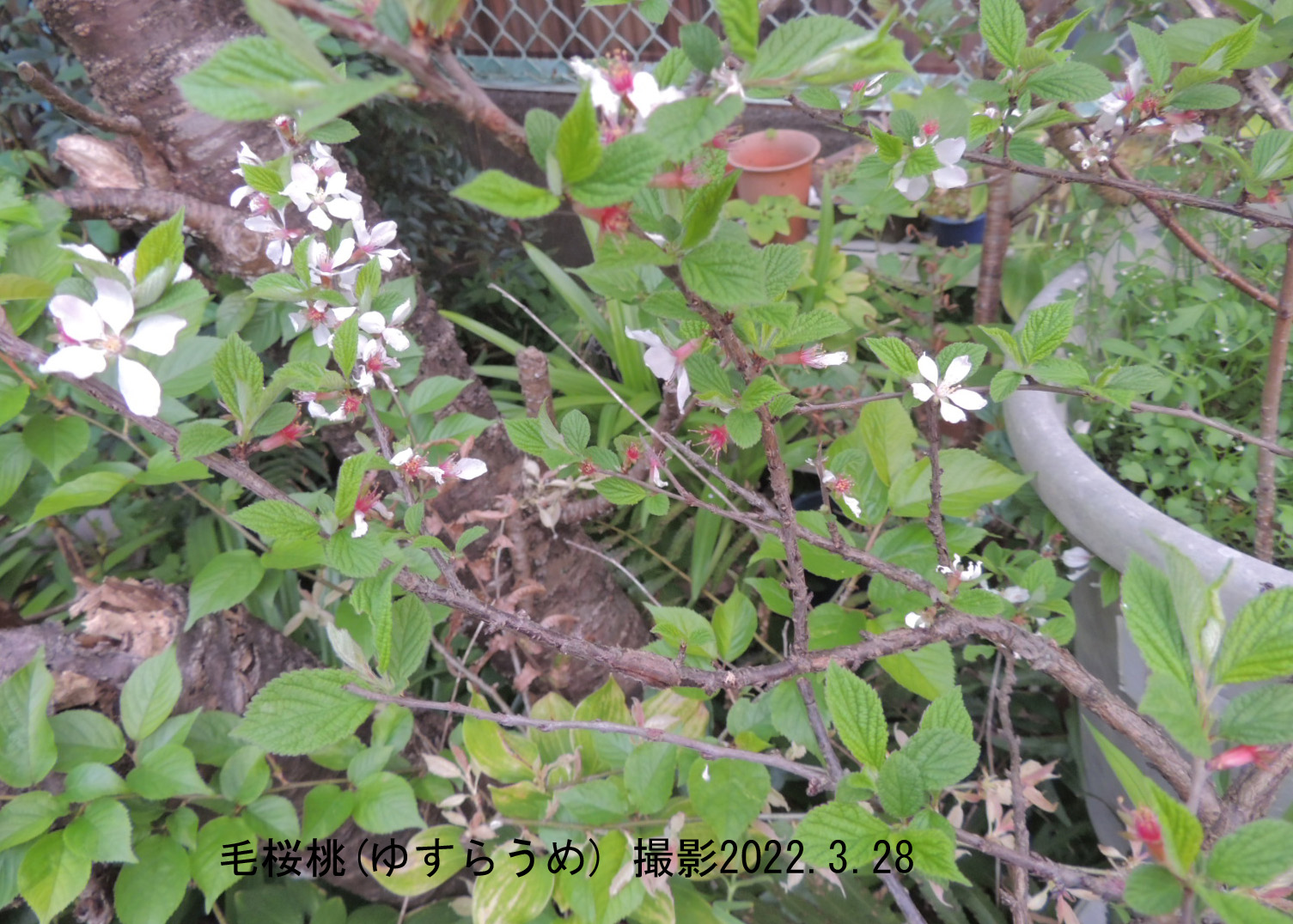 毛桜桃花3