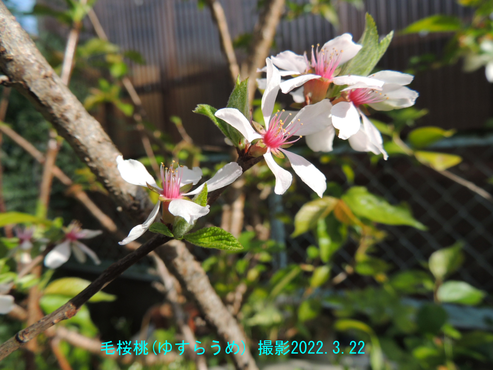 毛桜桃の花