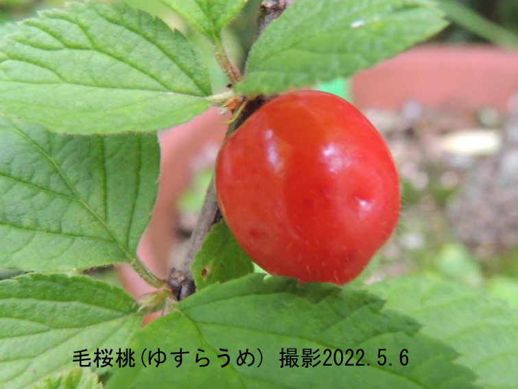 毛桜桃の実3