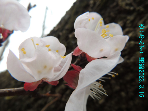 杏の花4