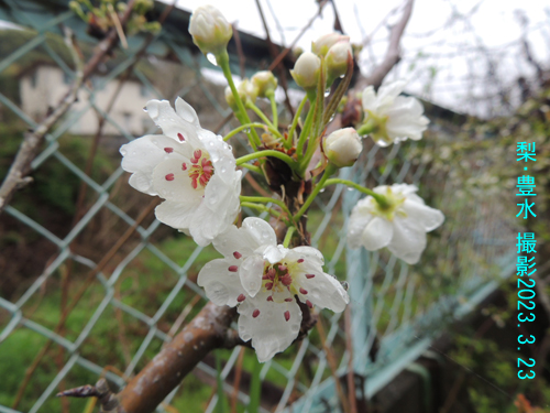 梨･豊水の花