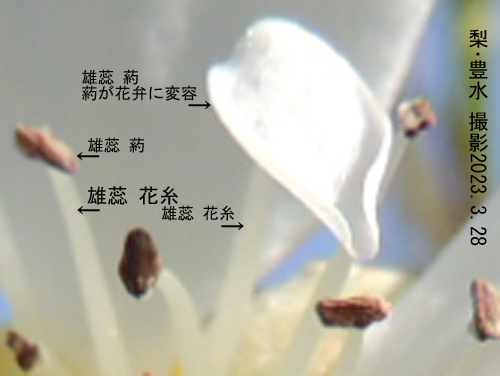 梨･豊水 花6