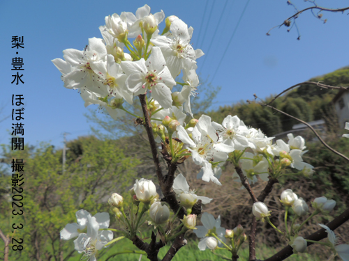 梨･豊水 花8