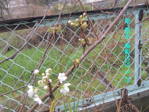 梨･豊水 花1