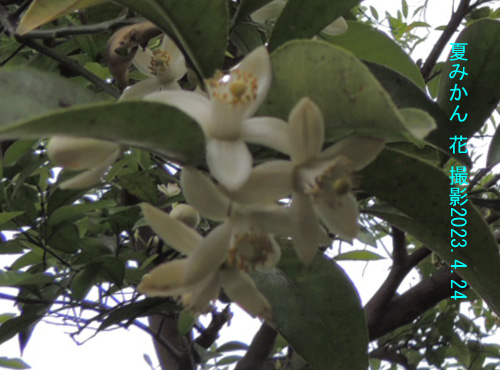 夏みかんの花