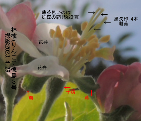 林檎･徳島3号 花7