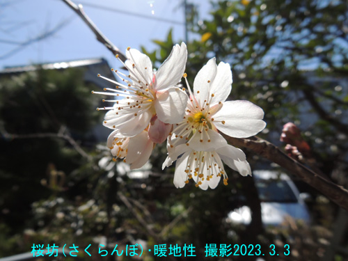 桜坊花2