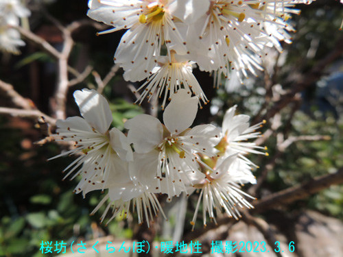 桜坊の花