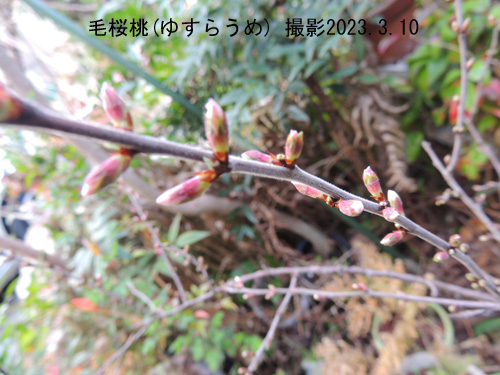 毛桜桃1