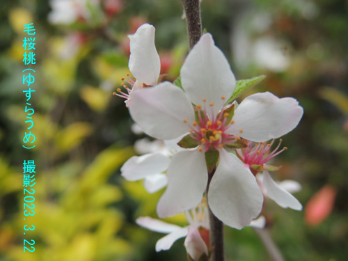 毛桜桃の花