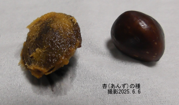 木苺4