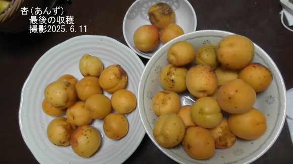 木苺5