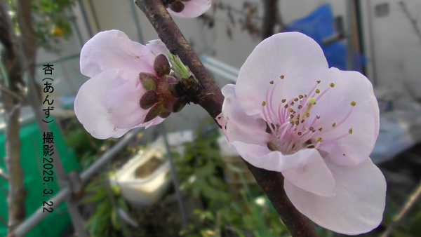 木苺2