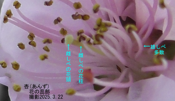木苺3