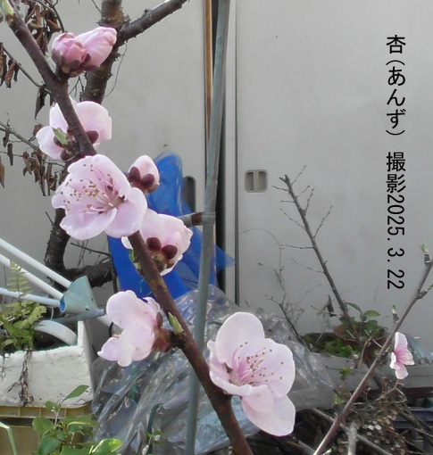 木苺4