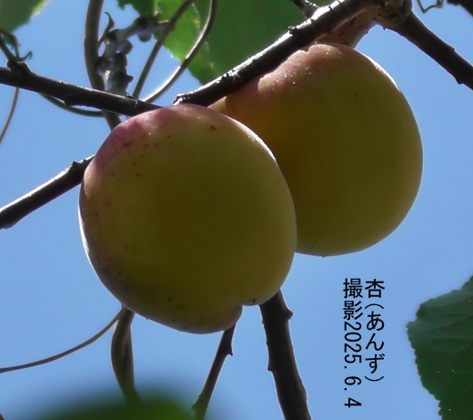 夏みかん6