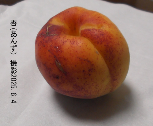 杏(あんず)7