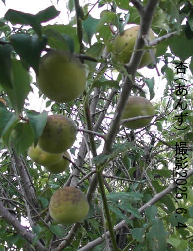 木苺2