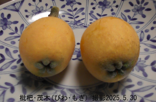 びわ10