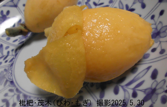 びわ11
