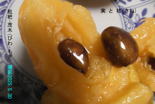びわ12