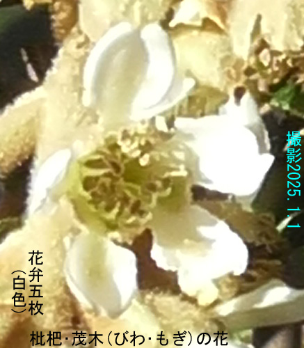 びわ2