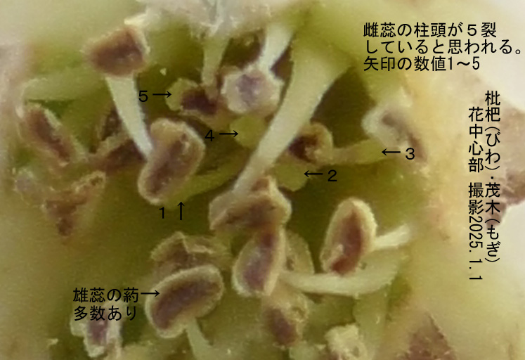 びわ3