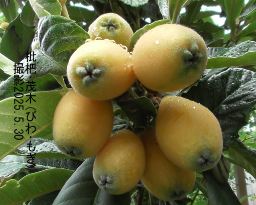枇杷8