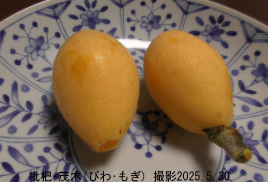 びわ9