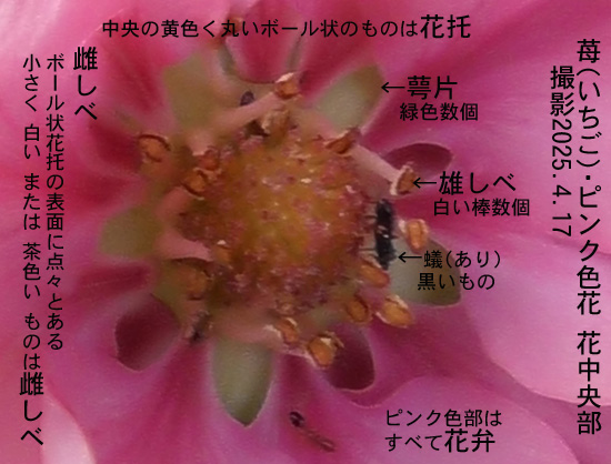 いちご3